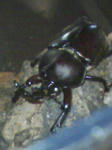 c976afe8jpeg
