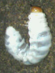 a49b964fjpeg