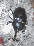 PA0_0019.JPG
