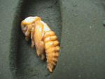 HPNX0609.JPG