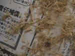 HPNX0618.JPG