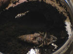 HPNX1061.JPG
