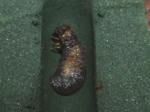 HPNX1179.JPG