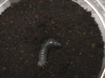 HPNX1240.JPG