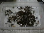 DSCN0198.JPG