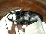 DSCN0337.JPG