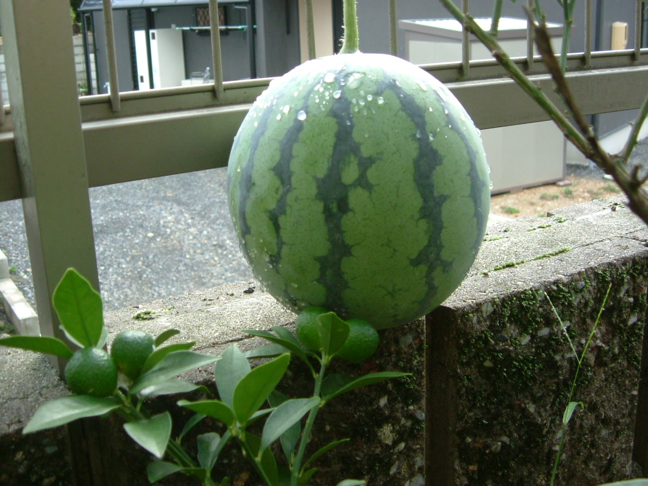 DSCF1323.JPG