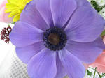 anemone