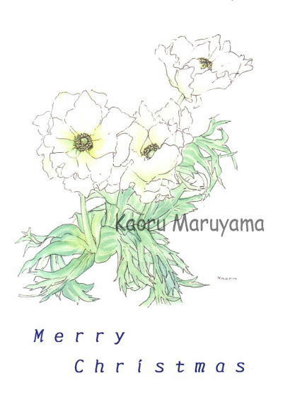 白いアネモネ