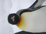 PICT0059.JPG