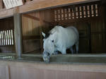 DSC01100_R_R.jpg