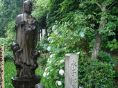 060625アジサイ寺
