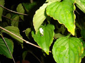060626atushit