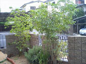 060627植木
