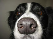 060702Clip-nose