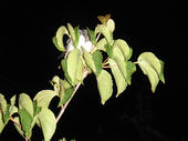 060707atu