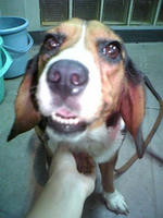 060804Beegle