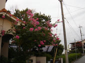 060917百日紅