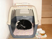 061011cage