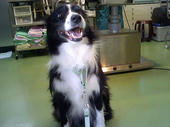 070414Clip@Vet