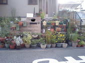 071118花