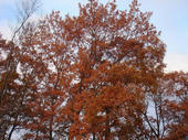 071209tree