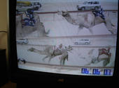 060429camel