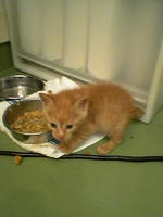 060526kitty