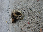 060603worm