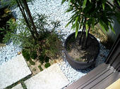 060604苔