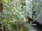 060610Olive