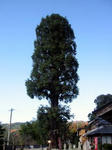 d1dc1f91.jpg
