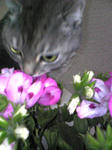 Image2241.jpg