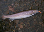 DSCN0428.jpg