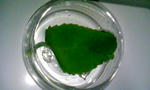 090824_202833.JPG