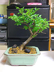 bonsai.jpg