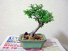 bonsai2.jpg