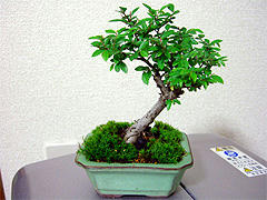 bonsai3.jpg