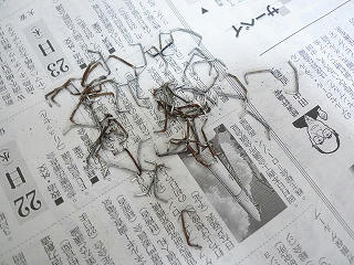 P1170727.jpg