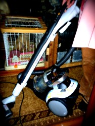 新しく家族が増えたよ。