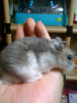 ブルーサファイア