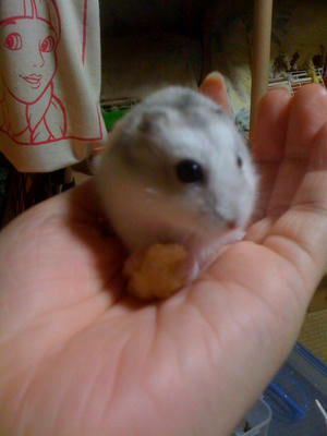 ブルーサファイア