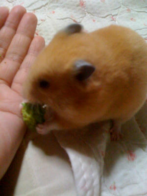キンクマ