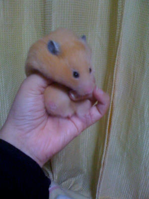 キンクマ