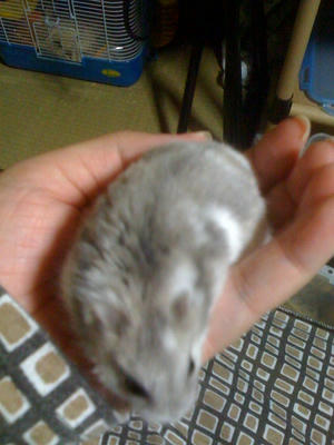 ブルーサファイア