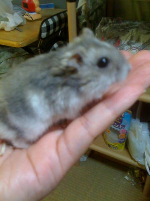 ブルーサファイア