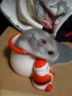 ブルーサファイア