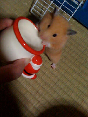キンクマ