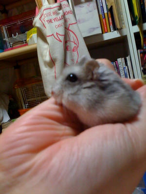 ブルーサファイア