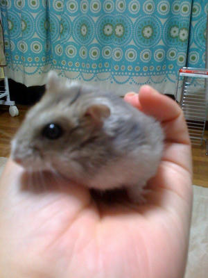 ブルーサファイア
